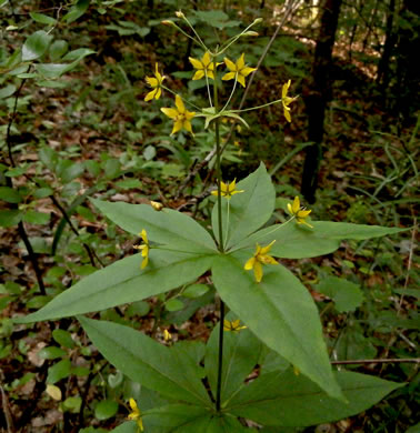 image of Lysimachia quadrifolia, Whorled Loosestrife