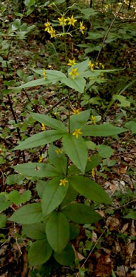 image of Lysimachia quadrifolia, Whorled Loosestrife