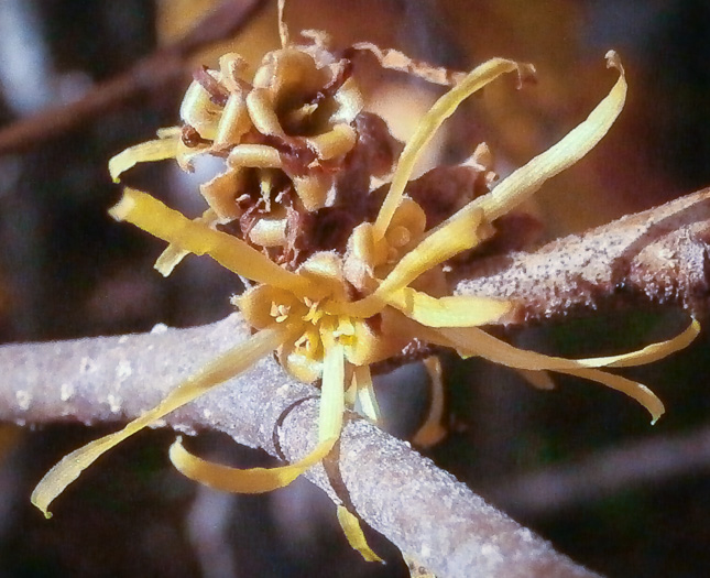 image of Hamamelis virginiana var. virginiana, Northern Witch-hazel