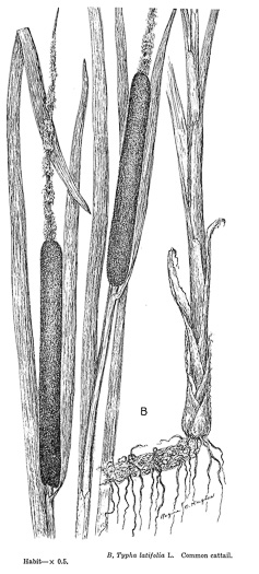 image of Typha latifolia, Common Cattail, Broadleaf Cattail