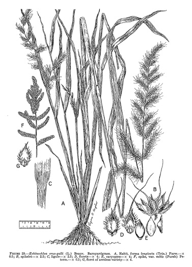 image of Echinochloa crusgalli var. crusgalli, Barnyard-grass