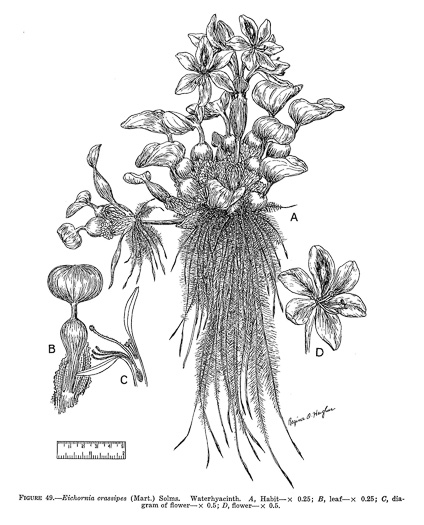 image of Oshuna crassipes, Water-hyacinth