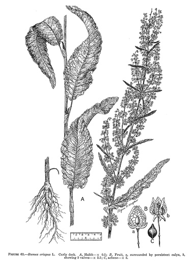 image of Rumex crispus ssp. crispus, Curly Dock, Yellow Dock