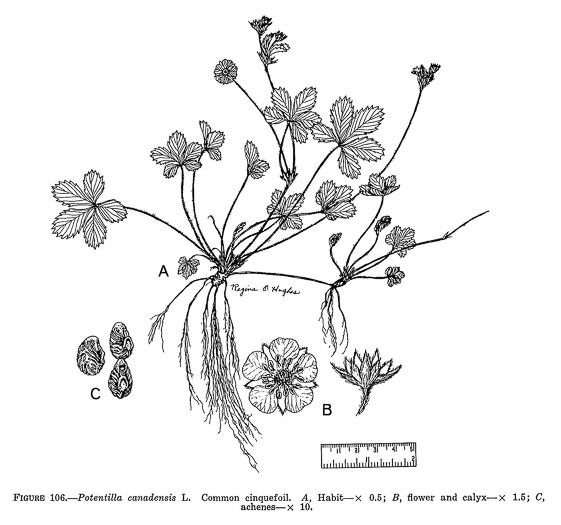 image of Potentilla canadensis, Dwarf Cinquefoil, Running Five-fingers