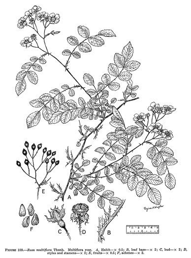 image of Rosa multiflora, Multiflora Rose