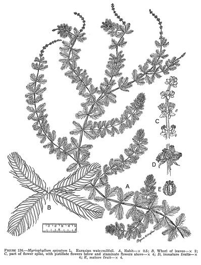 image of Myriophyllum spicatum, Eurasian Water-milfoil