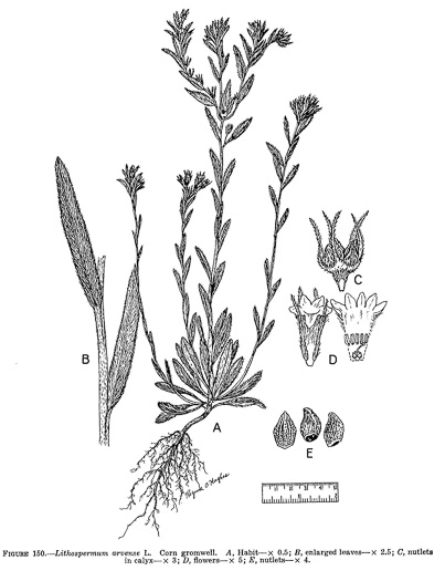 drawing of Buglossoides arvensis ssp. arvensis, Corn-gromwell