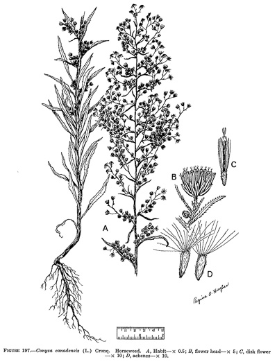 image of Erigeron canadensis, Common Horseweed