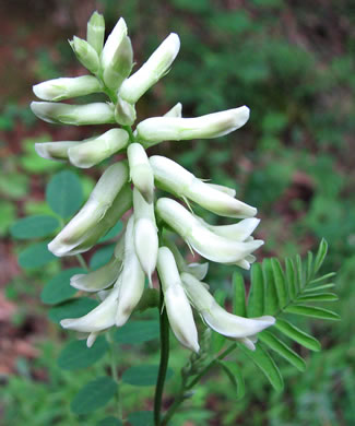 image of Astragalus canadensis var. canadensis, Canada Milkvetch