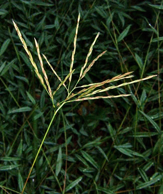 image of Arthraxon hispidus var. hispidus, Hairy Jointgrass, Small Carpgrass, Joint-head Grass, Basket Grass