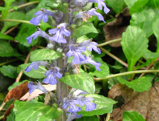 image of Ajuga reptans, Carpet Bugle, Bugle-weed