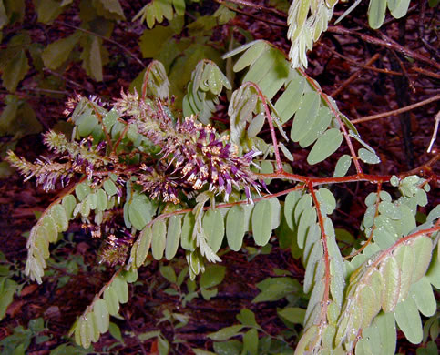 image of Amorpha schwerinii, Piedmont Indigo-bush