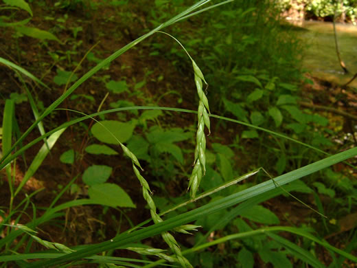 image of Carex debilis, White-edge Sedge, Weak Sedge