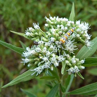 involucral bracts