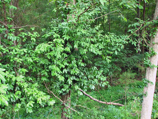 image of Euonymus fortunei, Wintercreeper, Climbing Euonymus, Chinese Spindle-tree