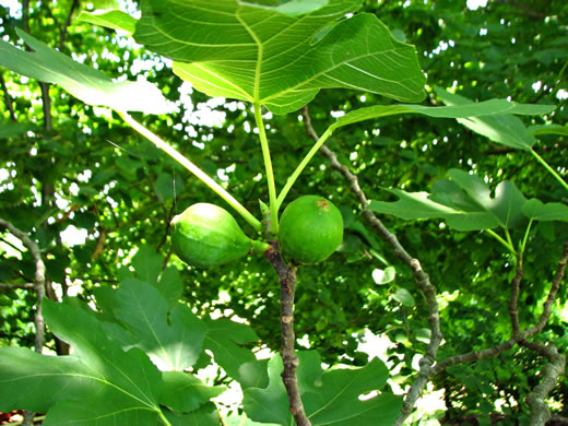 image of Ficus carica, Edible Fig, Garden Fig