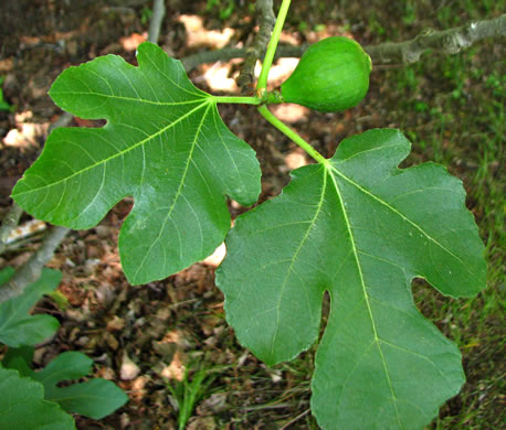 image of Ficus carica, Edible Fig, Garden Fig