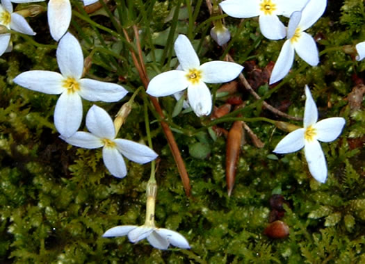 image of Houstonia caerulea, Quaker Ladies, Common Bluet, Innocence, Azure Bluet