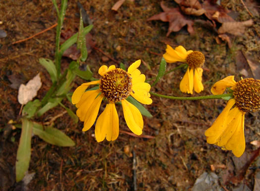 image of Helenium flexuosum, Purplehead Sneezeweed, Southern Sneezeweed