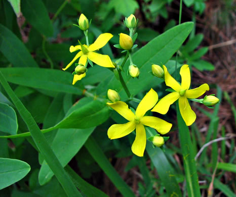 image of Hypericum nudiflorum, Early St. Johnswort, Naked St. Johnswort, Streamside St. Johnswort