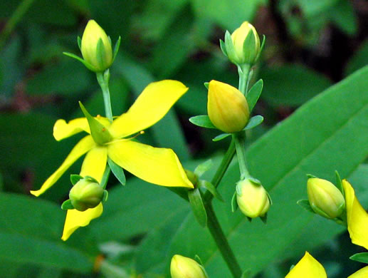 image of Hypericum nudiflorum, Early St. Johnswort, Naked St. Johnswort, Streamside St. Johnswort