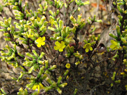 image of Hudsonia tomentosa, Woolly Beach-heather