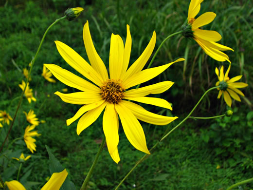 image of Helianthus tuberosus, Jerusalem Artichoke