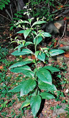 image of Hackelia virginiana, Virginia Stickseed