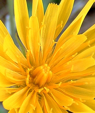 image of Krigia dandelion, Colonial Dwarf-dandelion, Potato Dwarf-dandelion