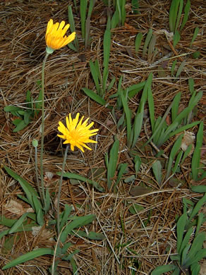 image of Krigia dandelion, Colonial Dwarf-dandelion, Potato Dwarf-dandelion