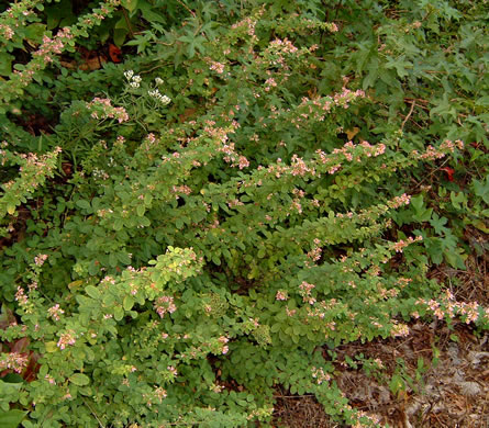 image of Lespedeza violacea, Wand Lespedeza, Wandlike Bush-clover, Violet Bush-clover