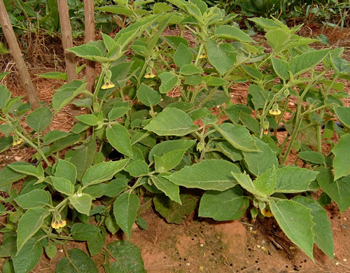 image of Physalis heterophylla, Clammy Ground-cherry