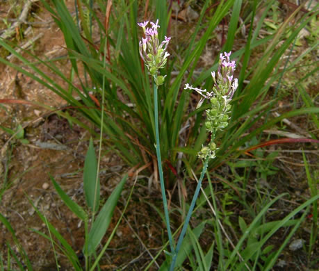 image of Polygala incarnata, Pink Milkwort, Procession-flower