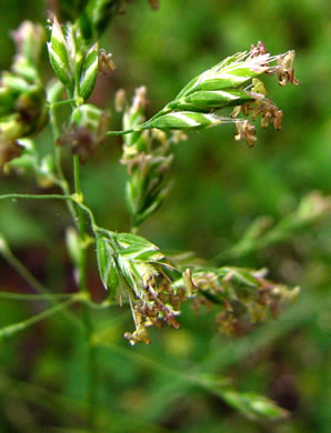 image of Poa pratensis ssp. pratensis, Kentucky Bluegrass, Junegrass, Speargrass