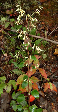 image of Nabalus serpentaria, Lion's-foot Rattlesnake-root, Gall-of-the-Earth