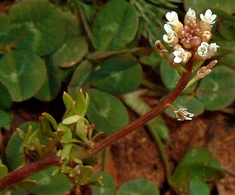 image of Planodes virginicum, Sibara, Virginia-cress, Virginia Rockcress, Virginia Winged Rockcress