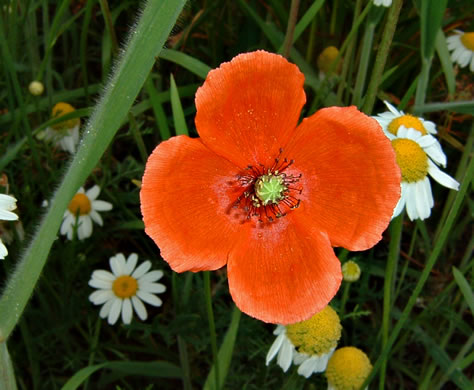 image of Papaver dubium, Long-headed Poppy, Blind Eyes