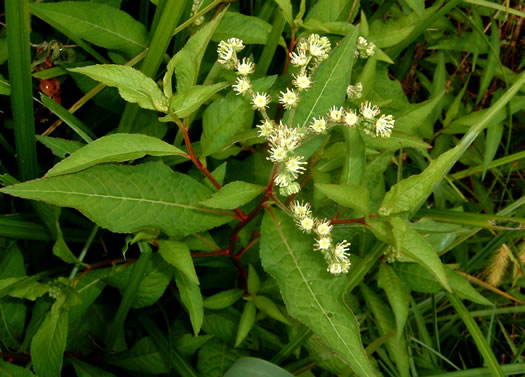 image of Penthorum sedoides, Ditch-stonecrop, American Penthorum, Marsh-stonecrop