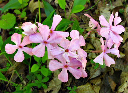 image of Phlox ovata, Mountain Phlox, Appalachian Phlox, Allegheny Phlox