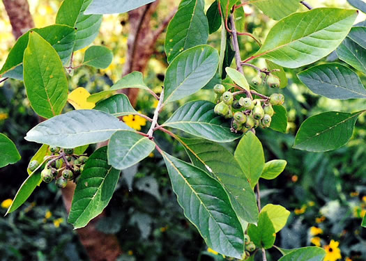 image of Pinckneya bracteata, Pinkneya, Fevertree