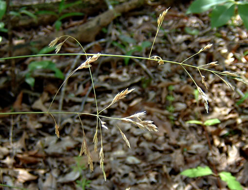 panicle