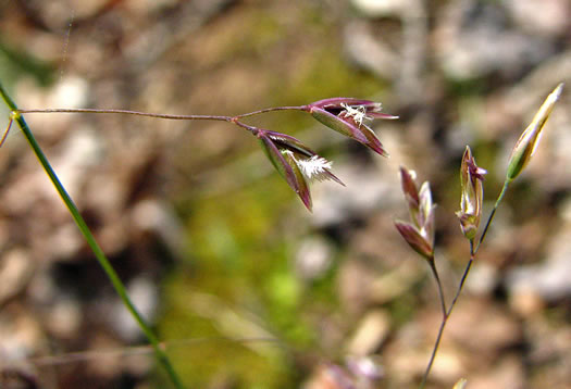 image of Poa cuspidata, early bluegrass