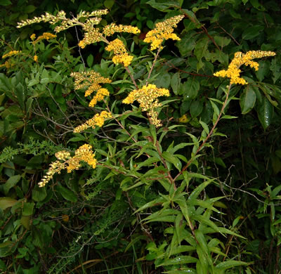 image of Solidago gigantea, Smooth Goldenrod, Late Goldenrod, Giant Goldenrod