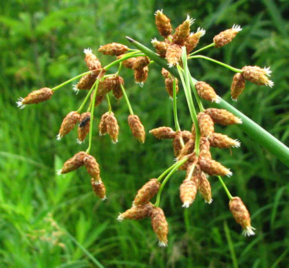 image of Schoenoplectus tabernaemontani, Softstem Bulrush, Great Bulrush