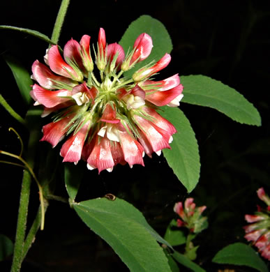 image of Trifolium reflexum, Buffalo Clover