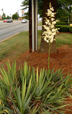 image of Yucca flaccida, Weakleaf Yucca