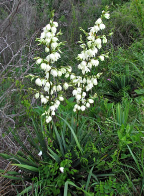 image of Yucca flaccida, Weakleaf Yucca