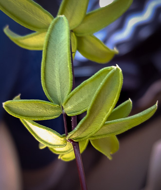 image of Pellaea wrightiana, Wright's Cliffbrake