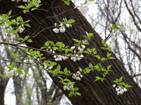 image of Halesia tetraptera var. monticola, Mountain Silverbell