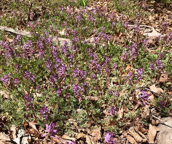 image of Corydalis incisa, Incised Fumewort, Purple Keman